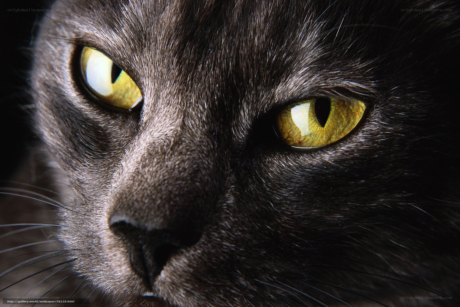 close-up of a gray cat