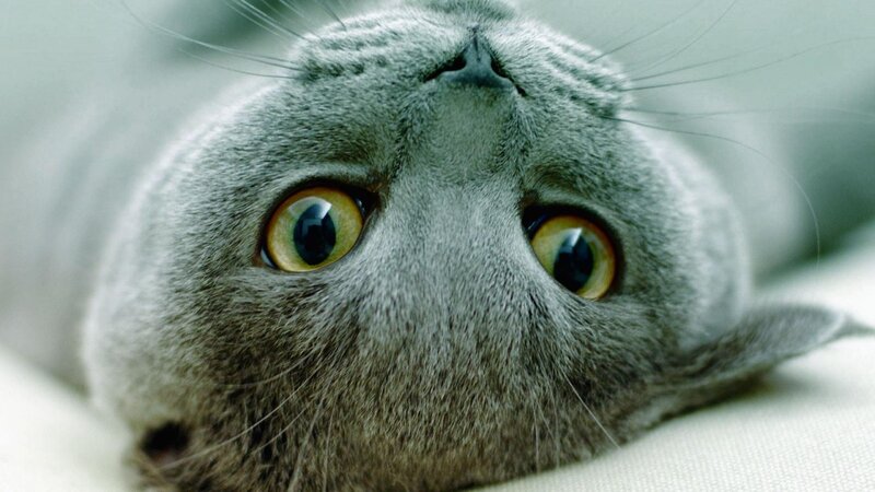 close-up of a gray cat