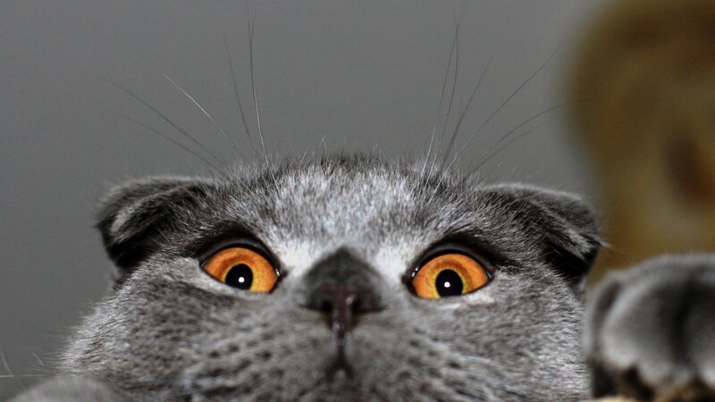 close-up of a gray cat
