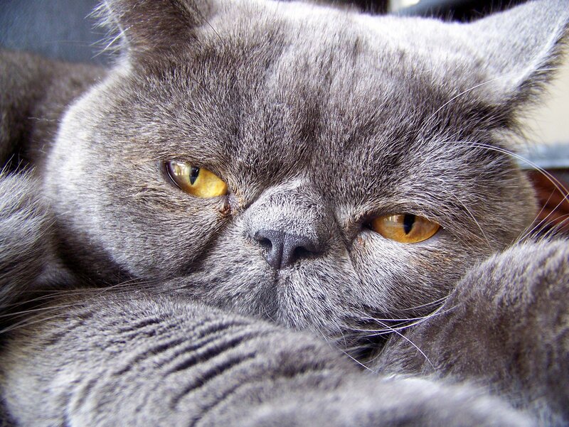 close-up of a gray cat