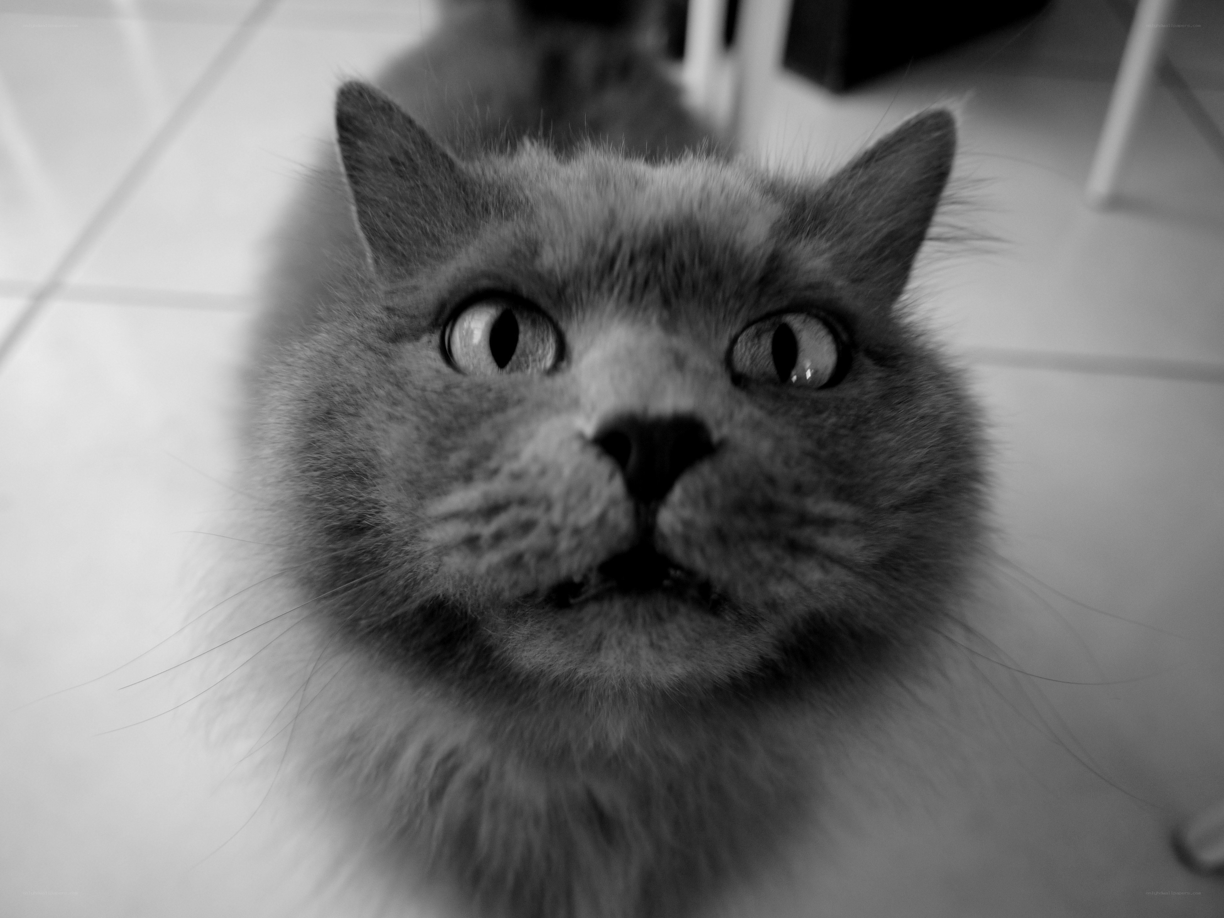close-up of a gray cat