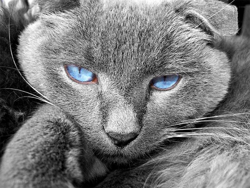 close-up of a gray cat
