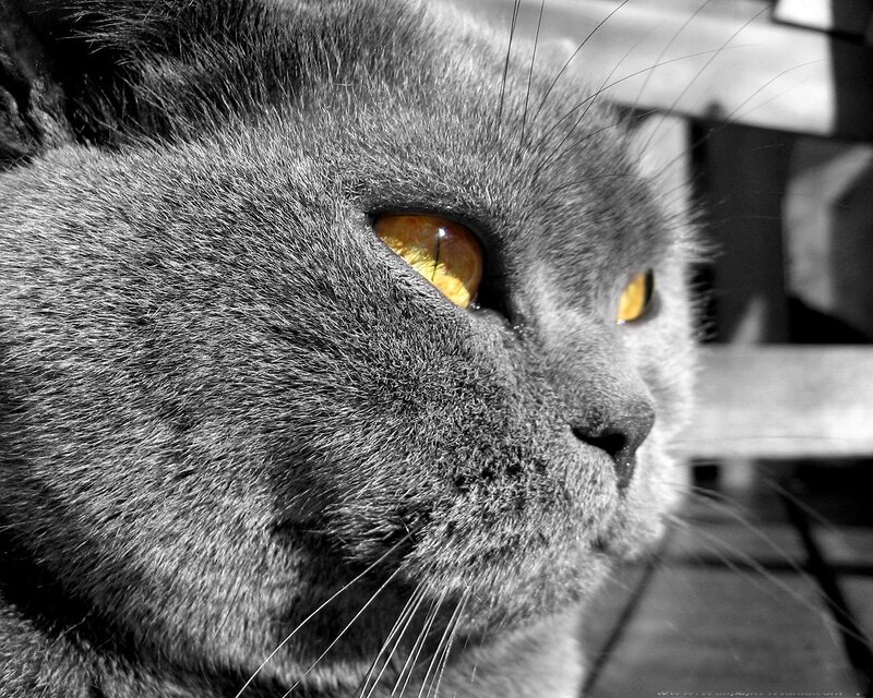 close-up of a gray cat