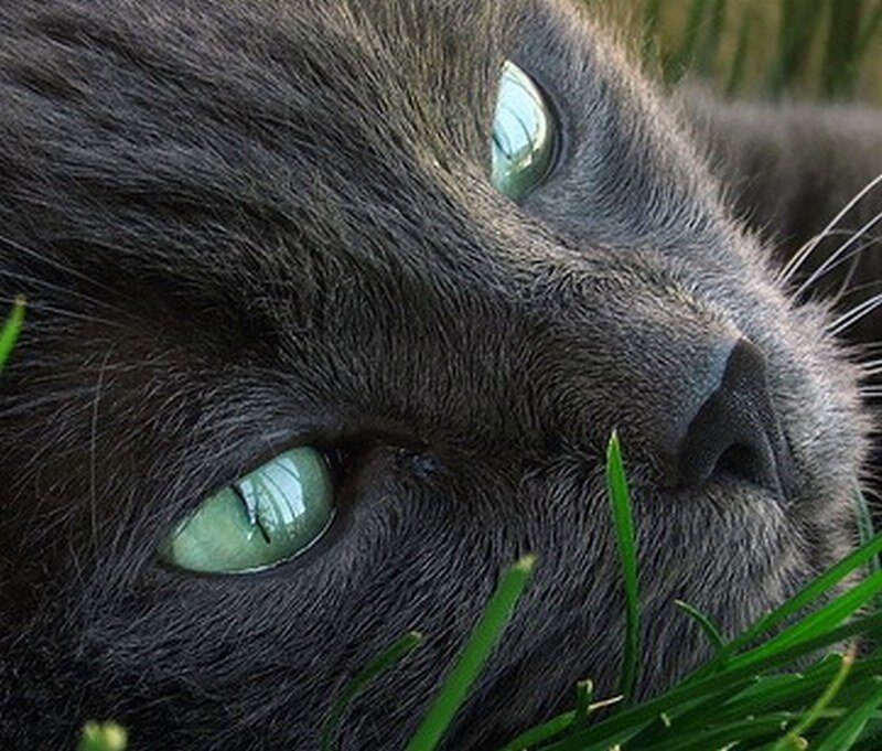 close-up of a gray cat