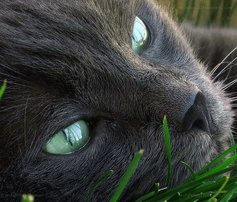 close-up of a gray cat