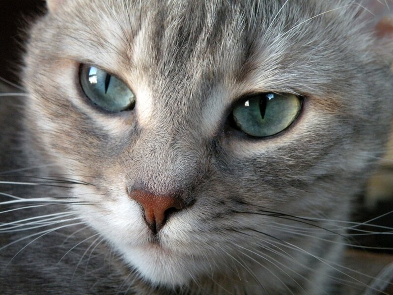 close-up of a gray cat