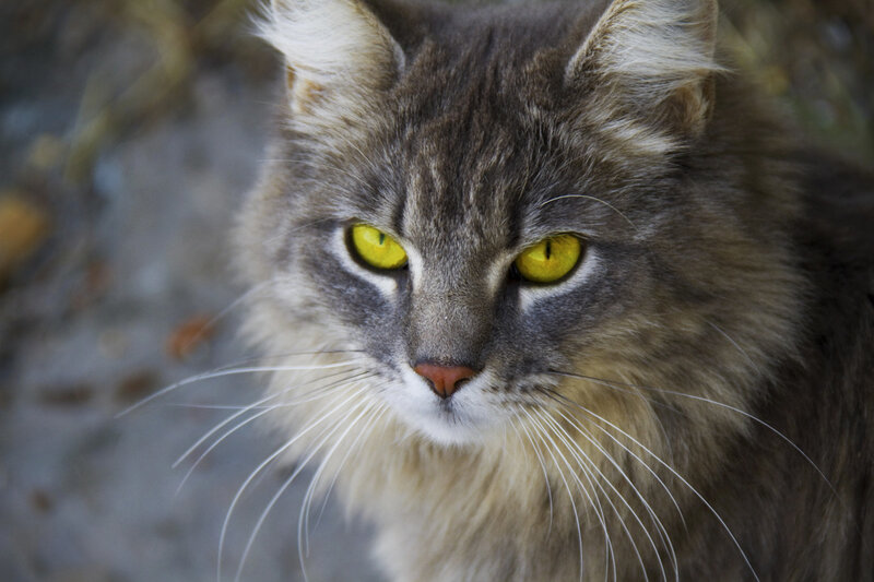 close-up of a gray cat