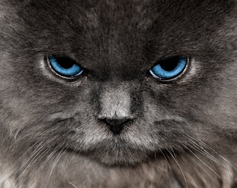 close-up of a gray cat