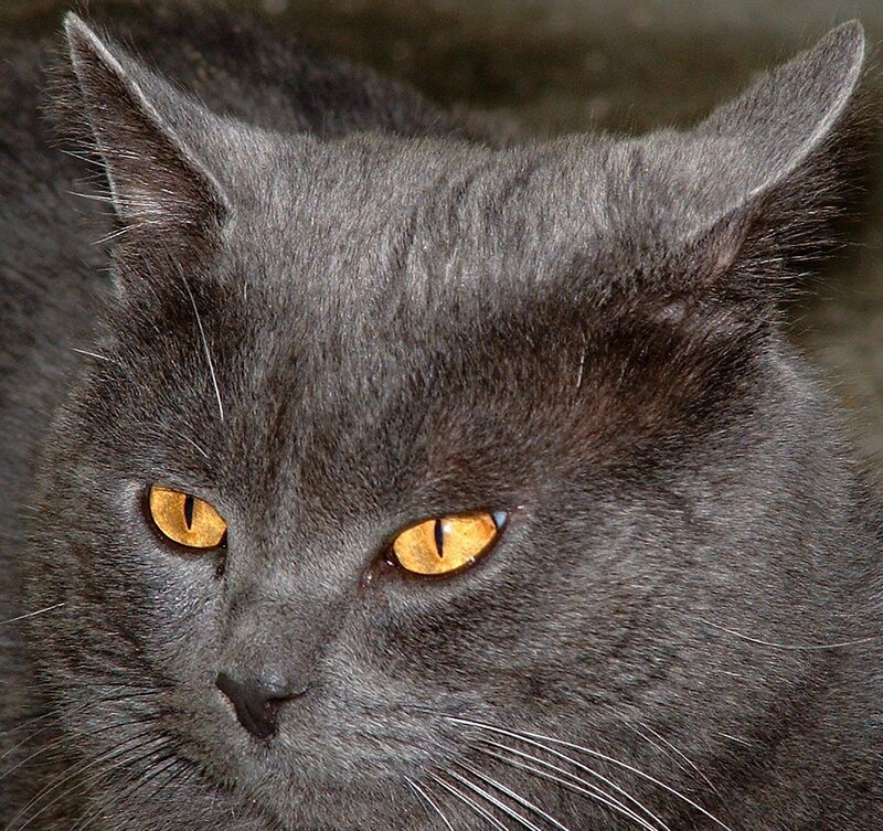 close-up of a gray cat