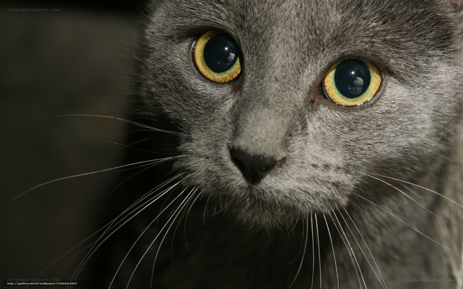 close-up of a gray cat