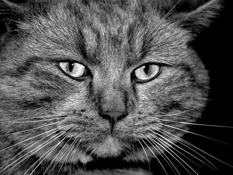 Close-up of a Gray Cat — Black
