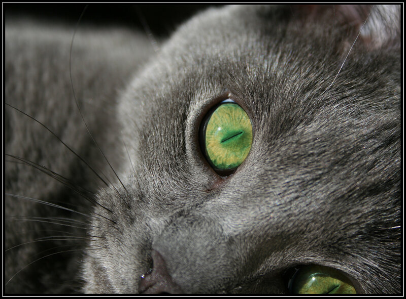 close-up of a gray cat's eye