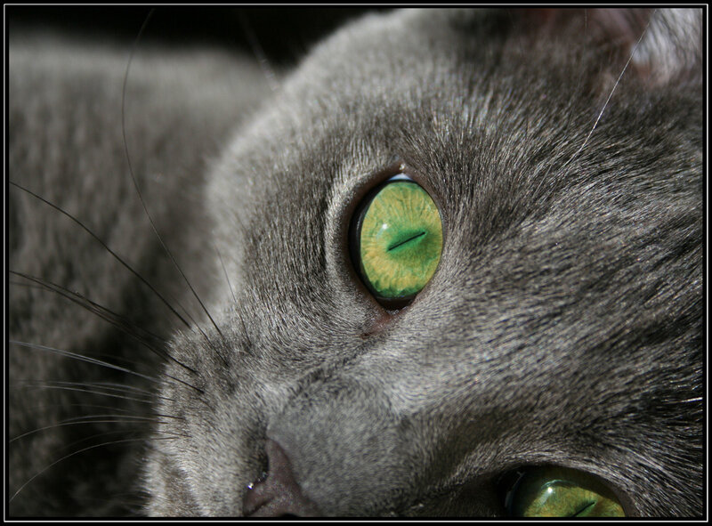 close-up of a gray cat's eye