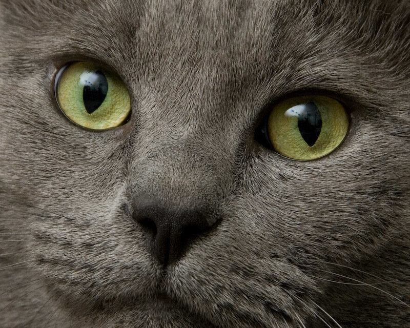 close-up of a gray cat's face