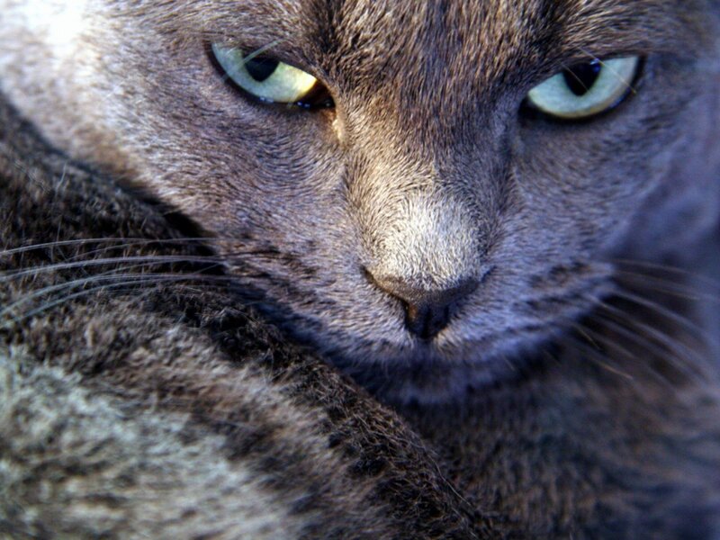 Close-up of a gray cat's face