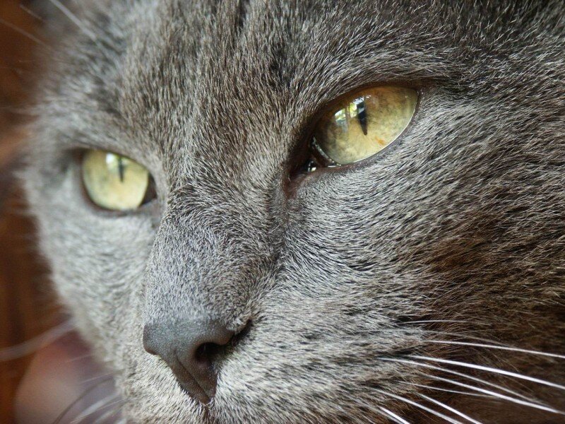 close-up of a gray cat's face