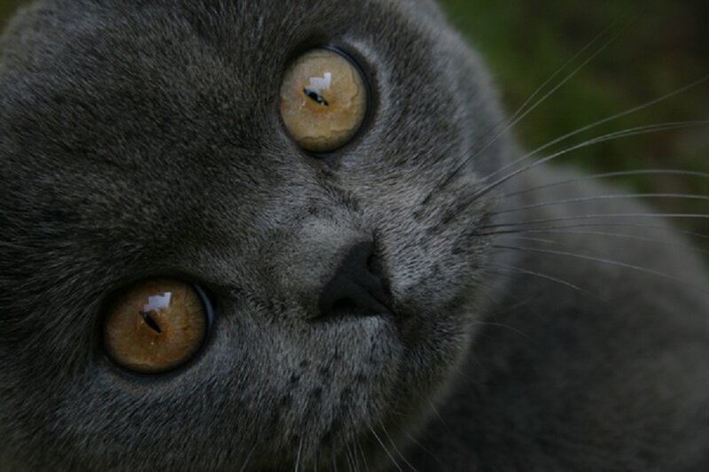 close-up of a gray cat's face