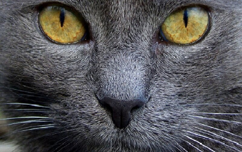 close-up of a gray cat's face