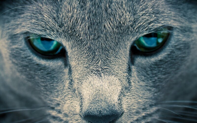 close-up of a gray cat's face