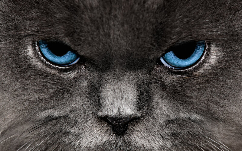 close-up of a gray cat's face