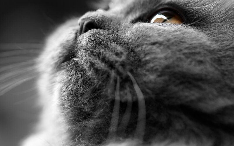 close-up of a gray cat's face