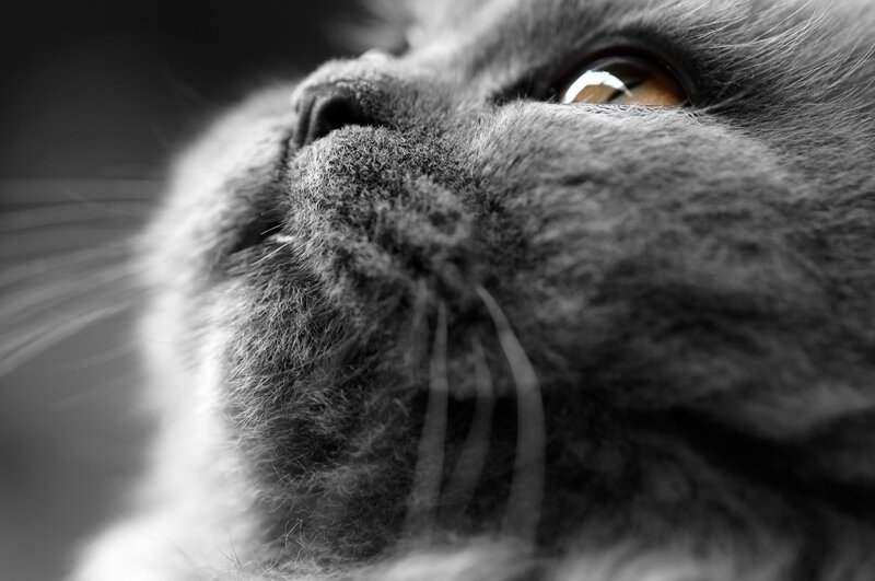 close-up of a gray cat's face