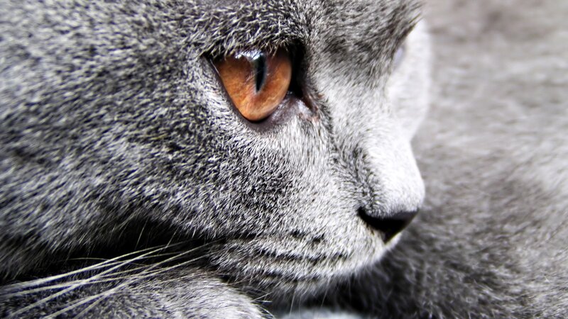 close-up of a gray cat's face