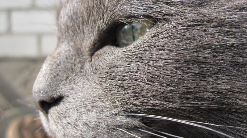 close-up of a gray cat's face