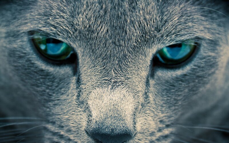 close-up of a gray cat's face