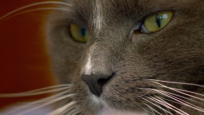 close-up of a gray cat's face