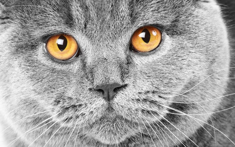 close-up of a gray cat's face