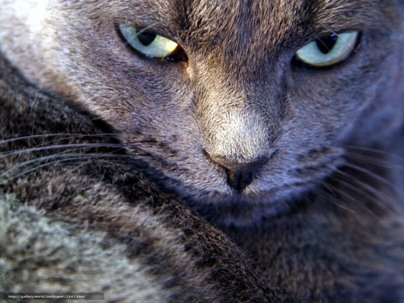 close-up of a gray cat