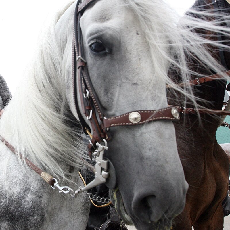 Close-up of a gray horse