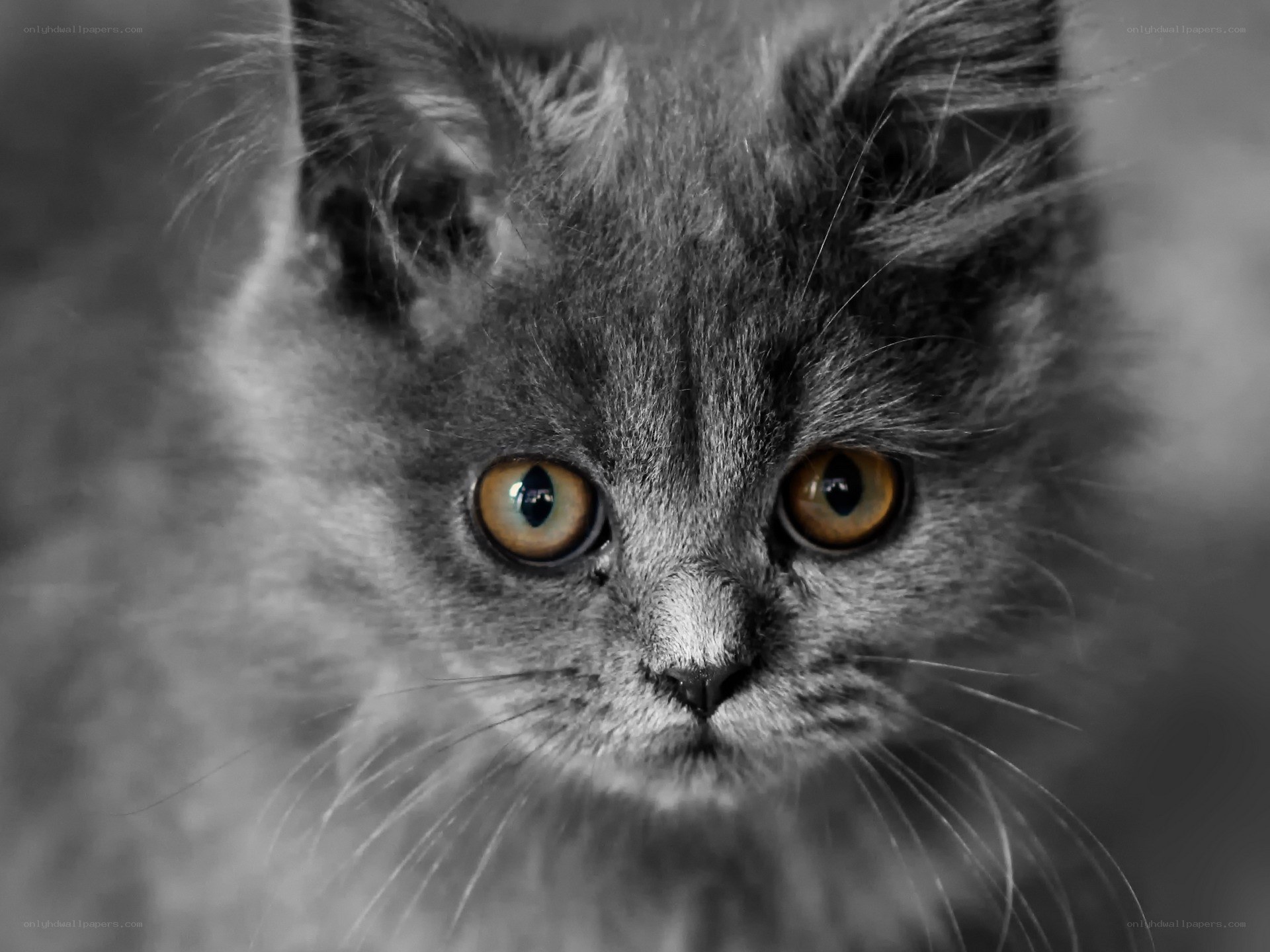 close-up of a gray kitten