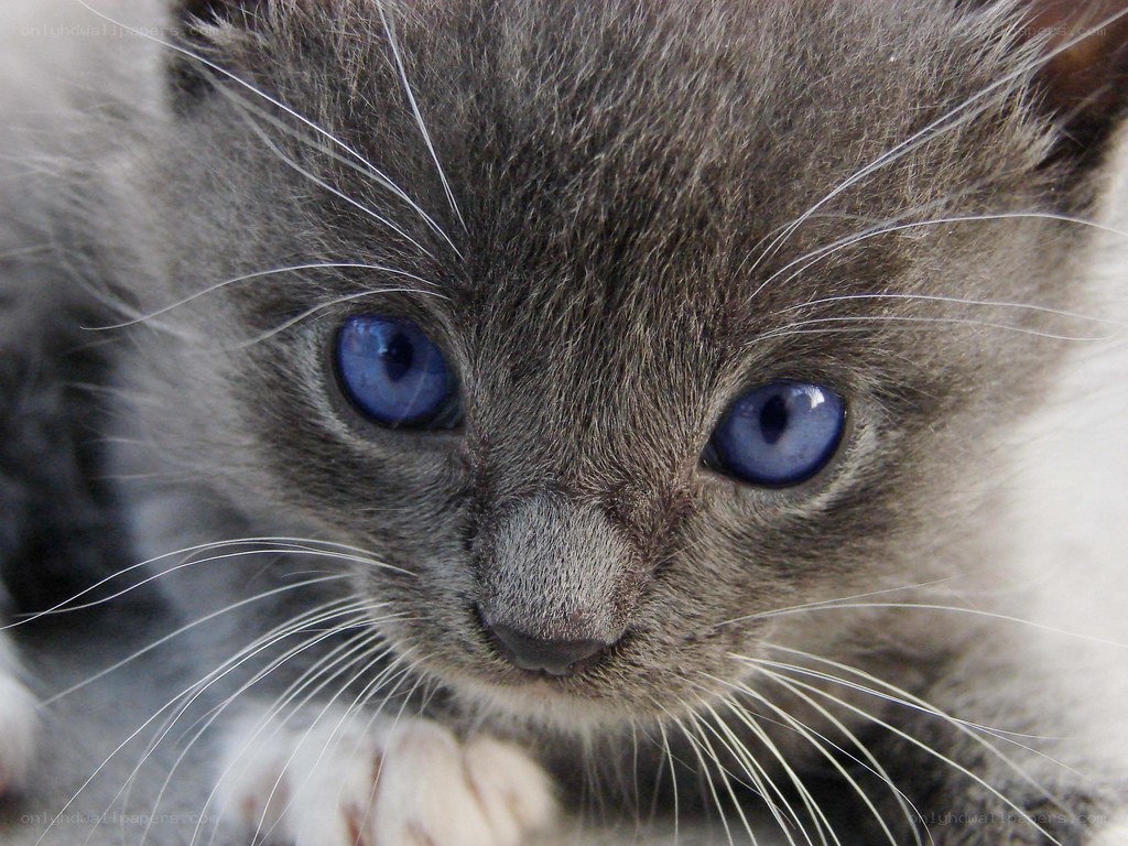 close-up of a gray kitten