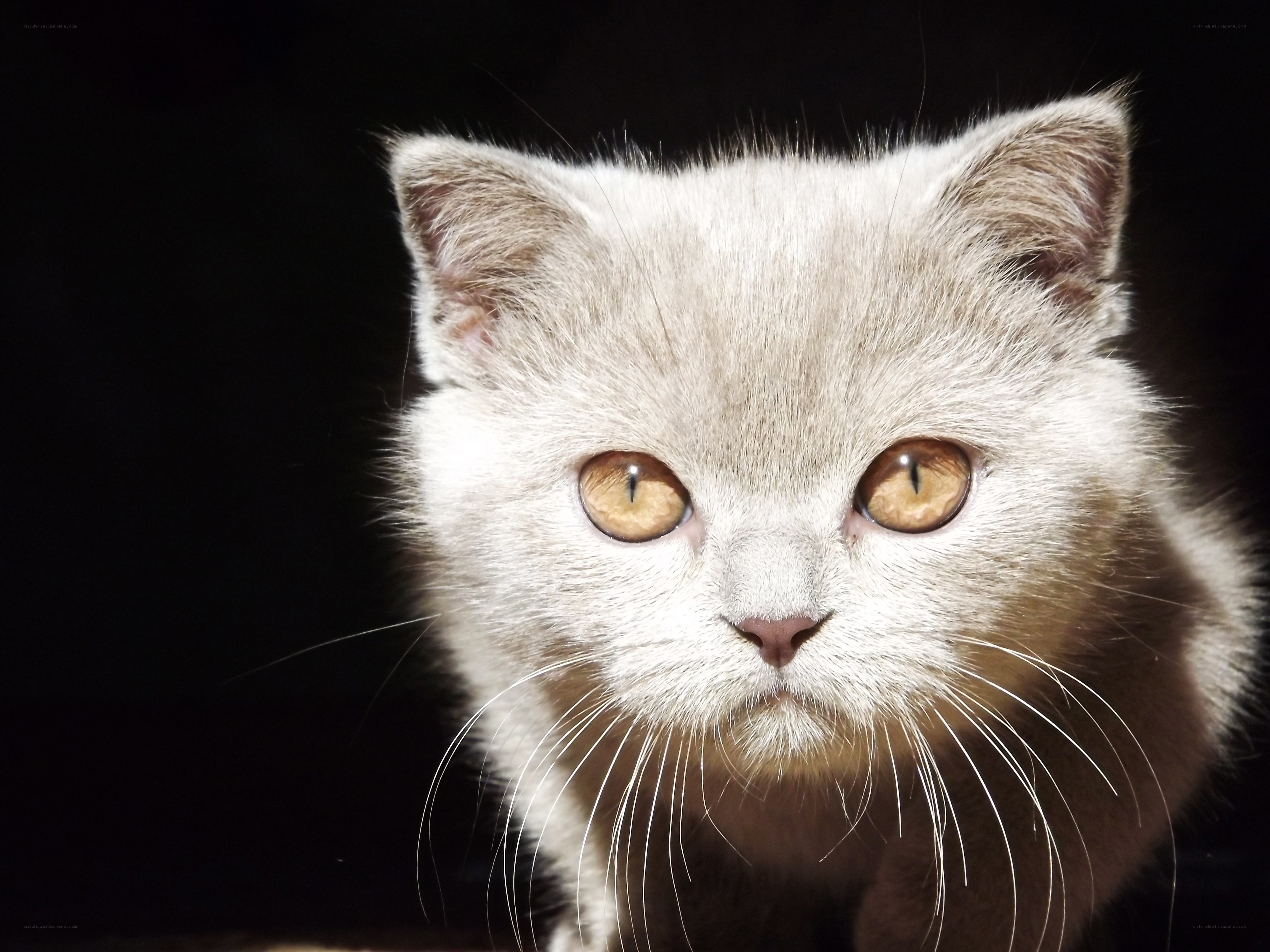 close-up of a gray kitten