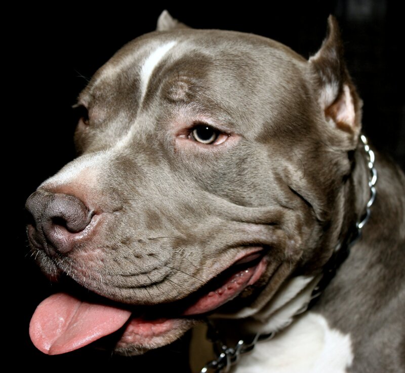 close-up of a gray pitbull