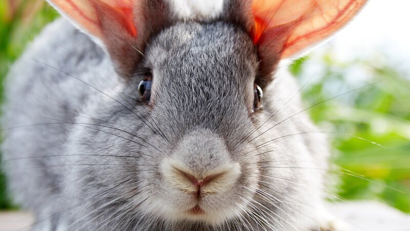 close-up of a gray rabbit
