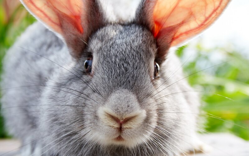 close-up of a gray rabbit
