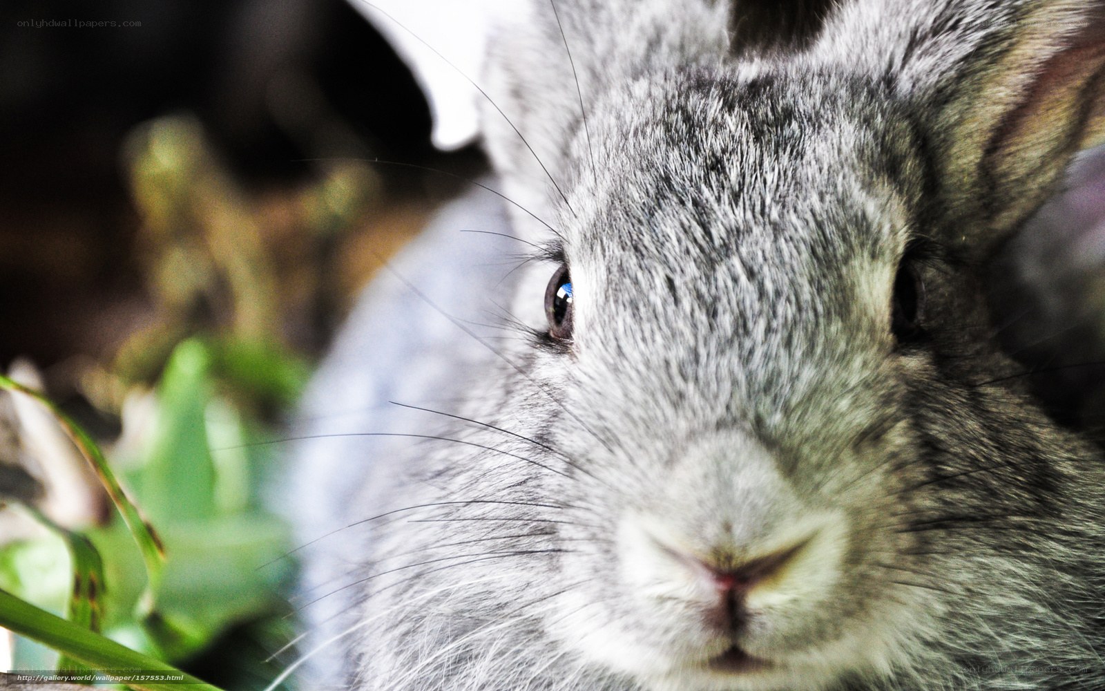 Close-up of a gray rabbit