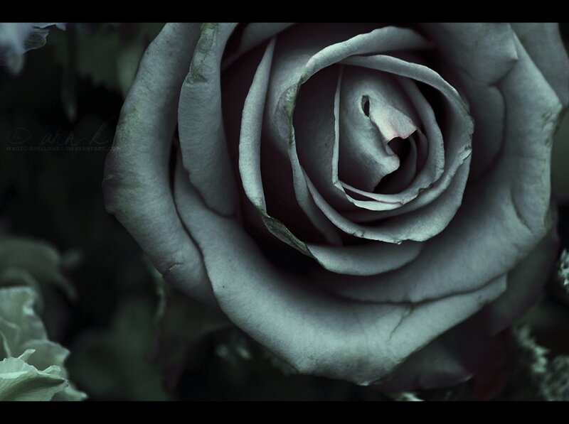 Close-up of a Gray Rose