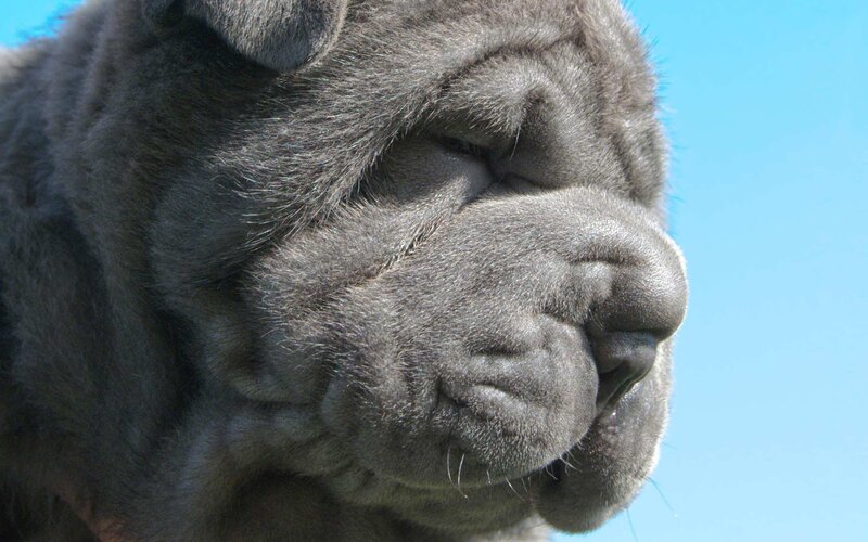 close-up of a gray shar-pei