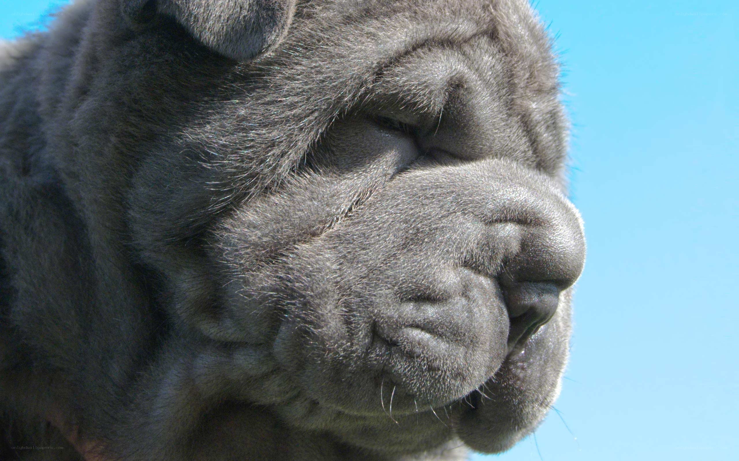 close-up of a gray shar-pei