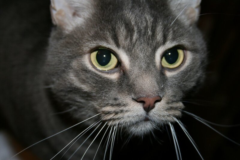 close-up of a gray tabby cat