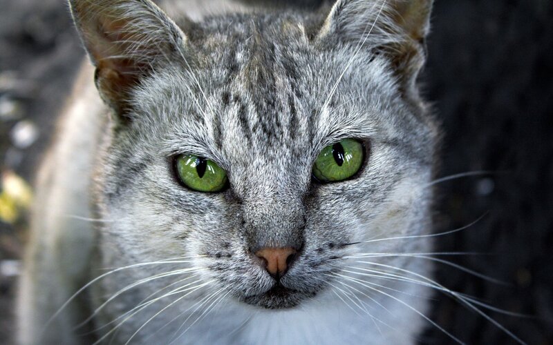 close-up of a gray tabby cat