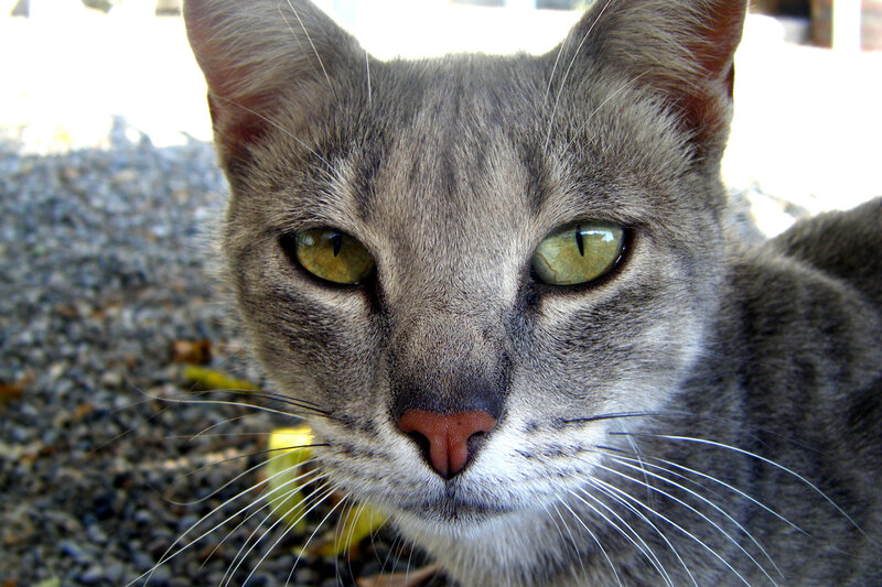close-up of a gray tabby cat