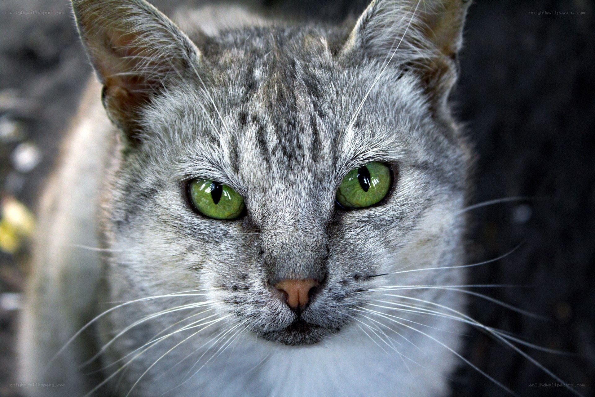 close-up of a gray tabby cat