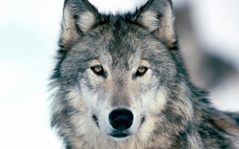 close-up of a gray wolf