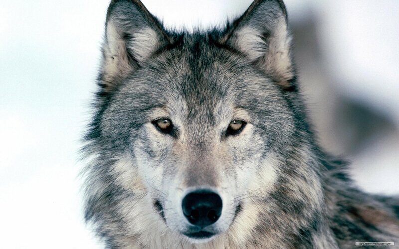 Close-up of a gray wolf