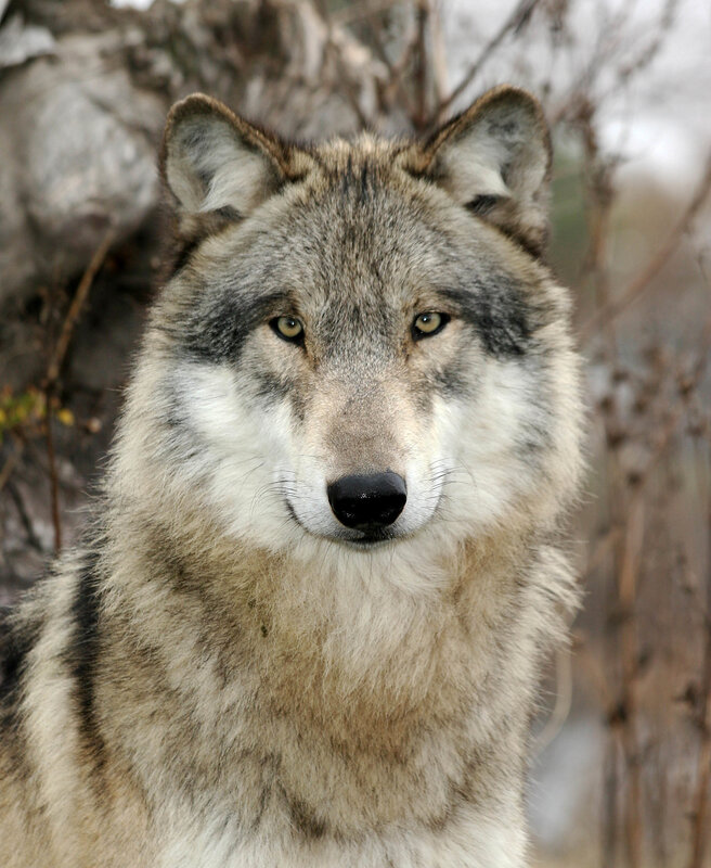 Close-up of a gray wolf